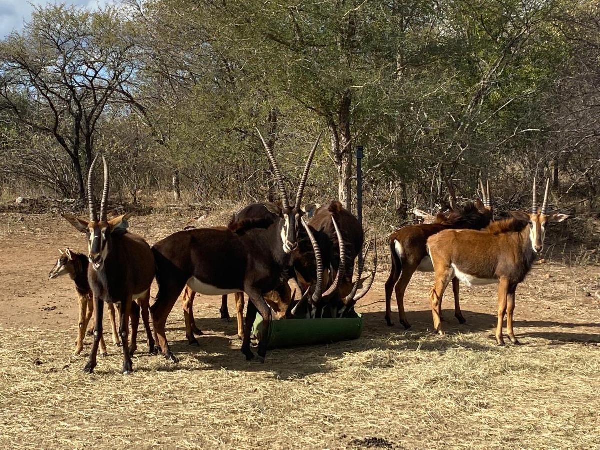 African Dream Tour Hoedspruit Exterior photo